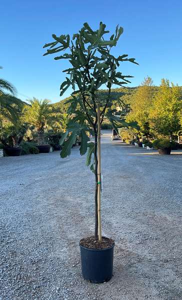 Picture of FICUS CARICA TIGE 6/8CM C10L