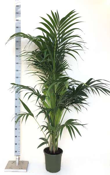 Picture of KENTIA  5 PP 24CM