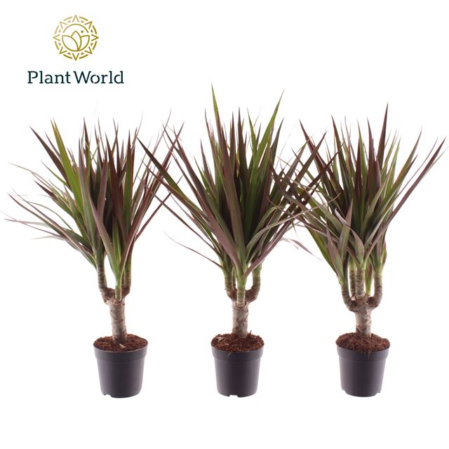 Picture of Dracaena marginata magenta on stem