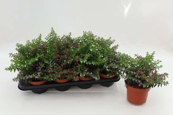 Picture of Cuphea hyssopifolia mix