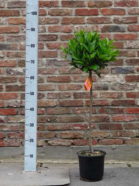 Picture of LAURUS NOBILIS 1/4 STEM 25-30CM HEAD