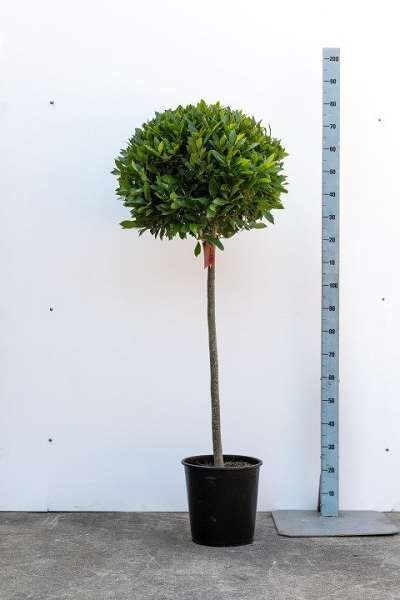 Picture of LAURUS NOBILIS 4/4 STEM 60-65CM HEAD