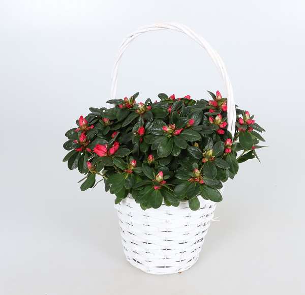 Picture of AZALEA FLANDRESSE red HENSELMAND