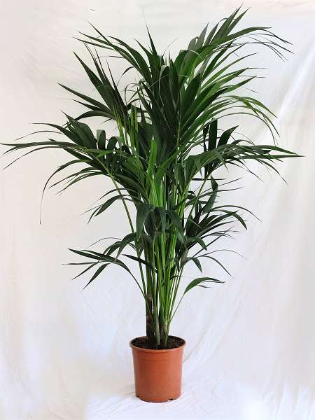 Picture of HOWEA FORSTERIANA (SICILIAN PRODUCTION) 21CM