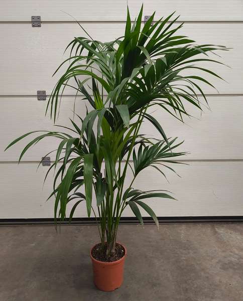 Picture of HOWEA FORSTERIANA (SICILIAN PRODUCTION) 21CM