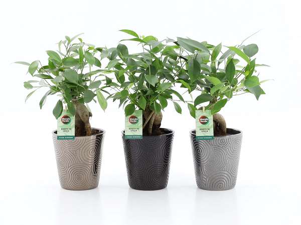 Picture of FICUS MICROCARPA RETUSA IN CERAMIC