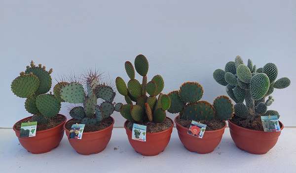 Picture of OPUNTIA MIX COUPE P25CM