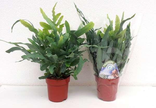 Picture of Phlebodium aureum bleu star