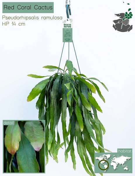 Picture of Pseudorhipsalis ramulosa hangpot