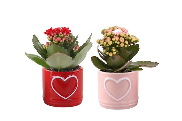 Picture of KALANCHOE ROSALINA IN HEART CERAMIC