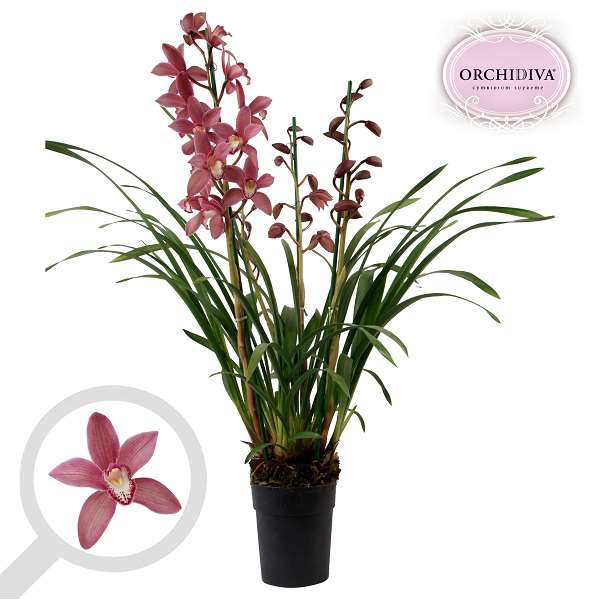 Picture of CYMBIDIUM 03/04-STEM PINK