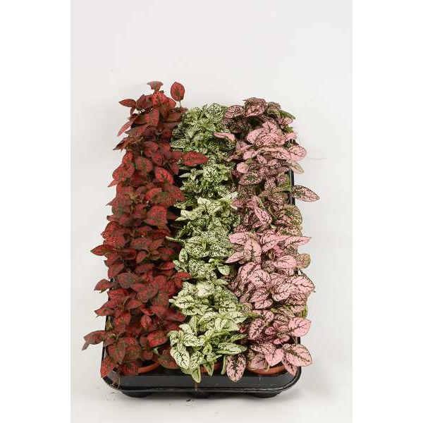 Picture of HYPOESTES MIX