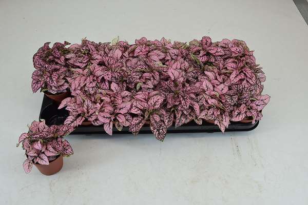 Picture of HYPOESTES PINK