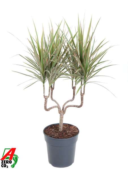 Picture of DRACAENA MARGINATA BICOLOR CHANDLER