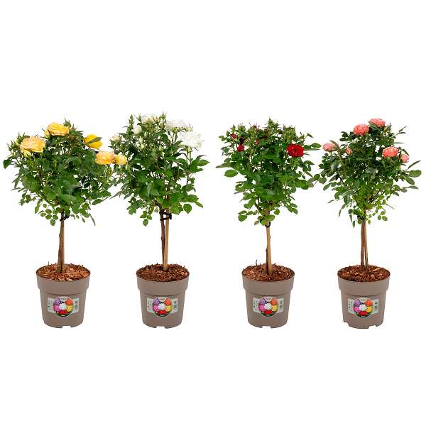 Picture of Rosa patio on stem