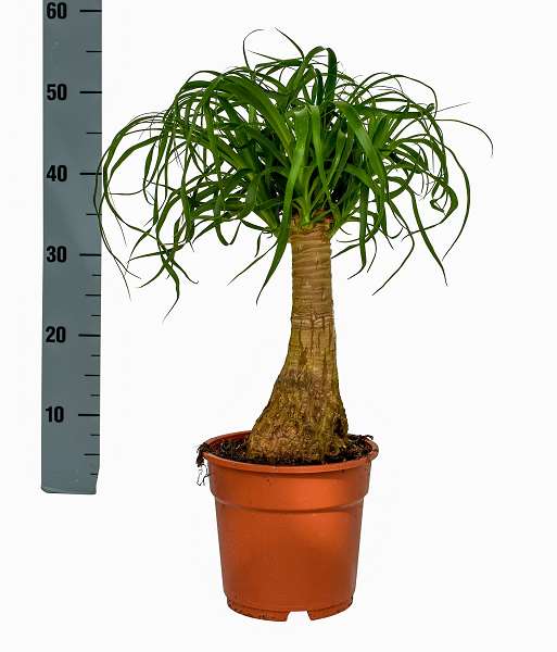 Picture of Beaucarnea recurvata nolina straight stem