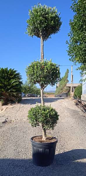 Picture of OLEA EUROPAEA C55L TROIS BOULES