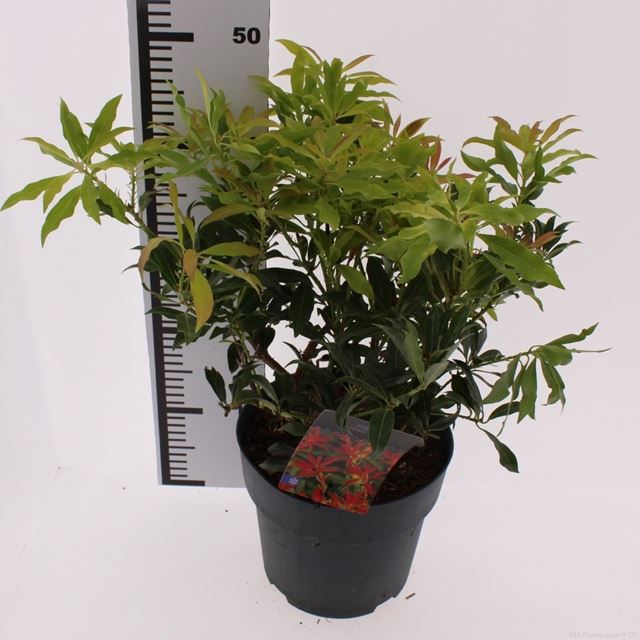 Picture of Pieris japonica forest flame