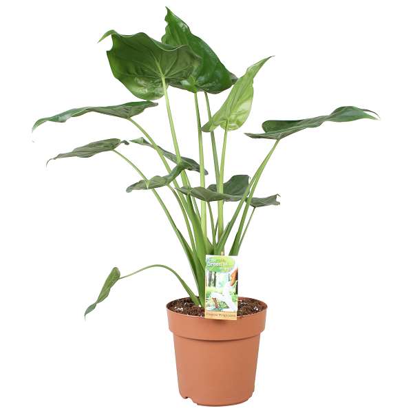 Picture of ALOCASIA CUCULLATA