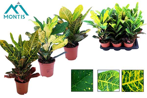 Picture of Codiaeum/croton variegatum mix