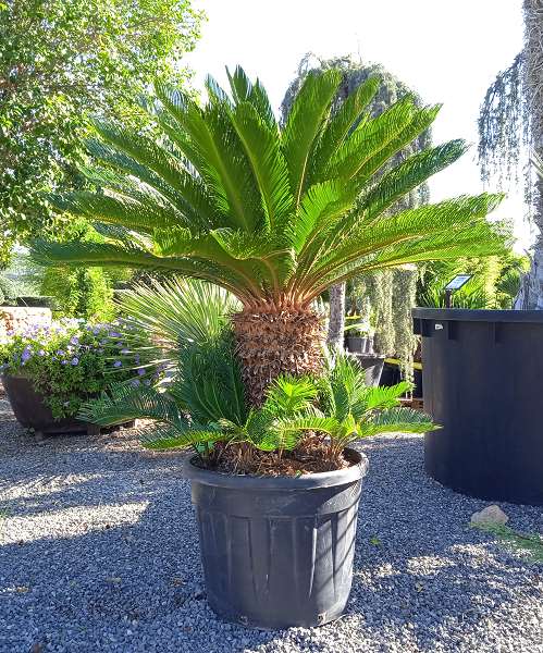 Picture of CYCAS REVOLUTA C70L TRONC 35/45