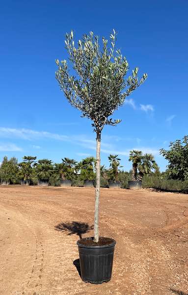 Picture of OLEA EUROPAEA TIGE 10/12CM C18L