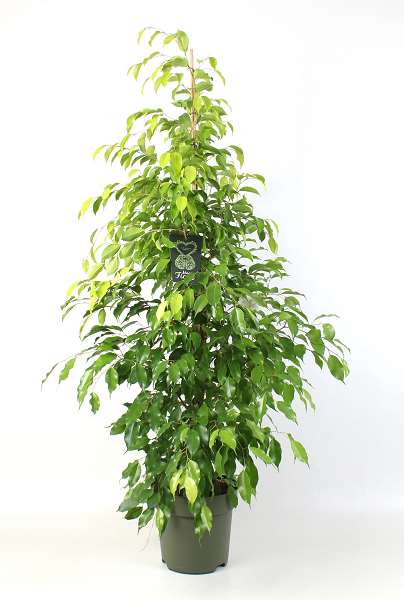 Picture of Ficus benjamina reginald