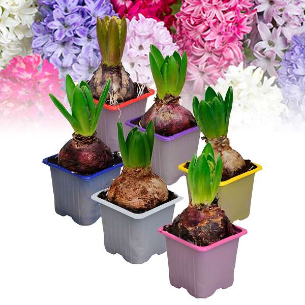 Picture of HYACINTHUS 01BULB MIX IN TRAY