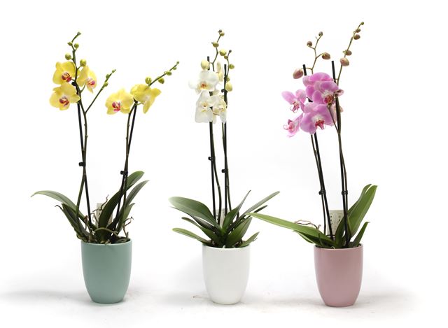 Picture of PHALAENOPSIS 02-STEM MIX IN PASTEL CERAMIC