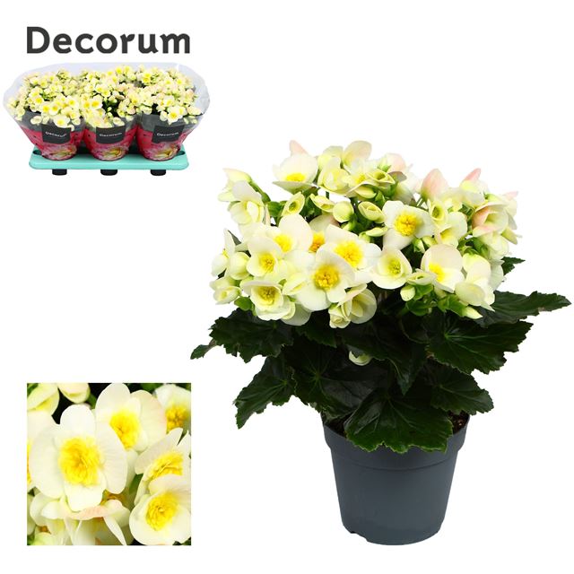 Picture of BEGONIA ELATIOR VALENTINO WHITE