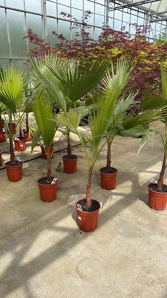 Picture of Hyacinthus 01bulb white