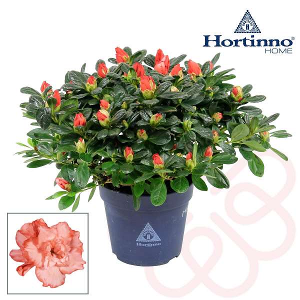Picture of RHODODENDRON SIMSII (AZALEA) CHRISTINE MAGIC