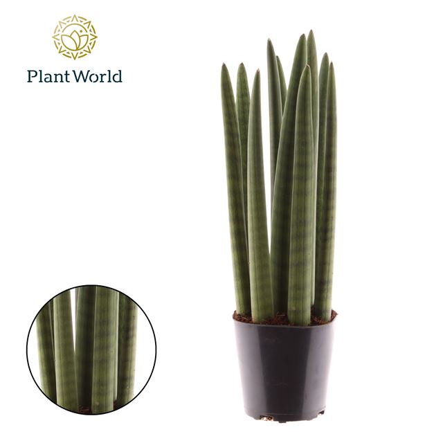 Picture of Sansevieria spaghetti