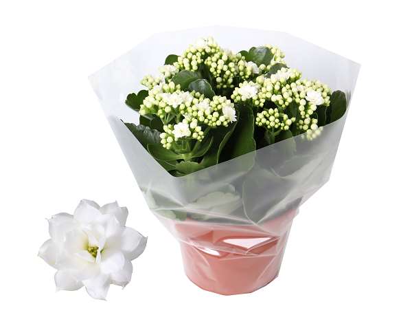 Picture of KALANCHOE BLOSSFELDIANA DOUBLE WHITE