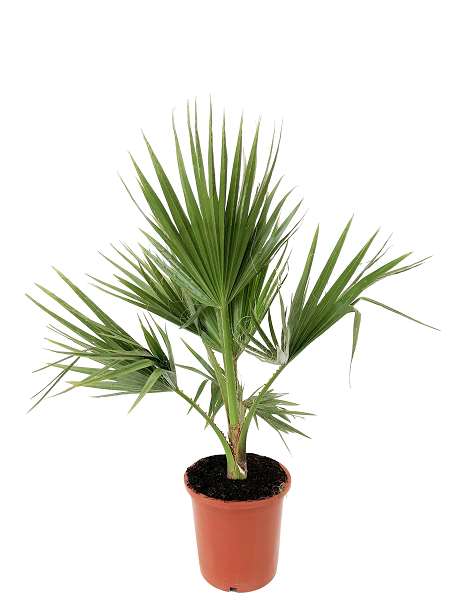 Picture of WASHINGTONIA ROBUSTA C10L