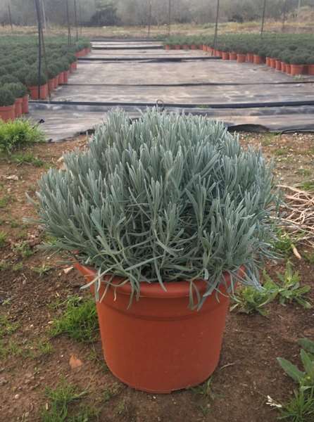 Picture of LAVANDULA ANGUSTIFOLIA C15L