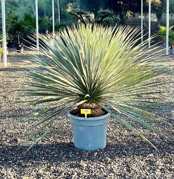 Picture of YUCCA ROSTRATA 