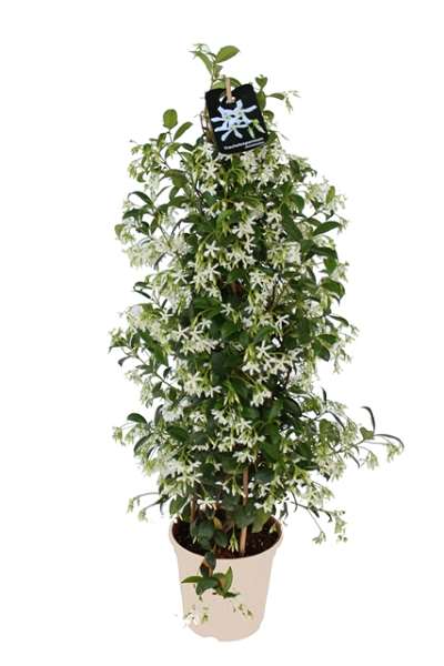 Picture of TRACHELOSPERMUM JASMINOIDES PYRAMID