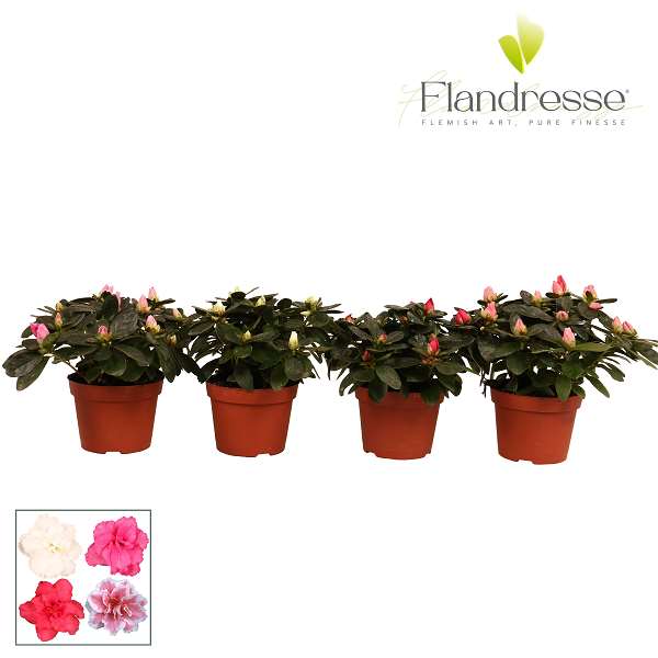 Picture of Rhododendron simsii (azalea) mix