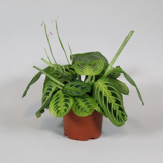 Picture of MARANTA LEUCONEURA LEMON LIME