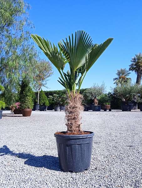 Picture of TRACHYCARPUS WAGNERIANUS C15L TRONC 20/30