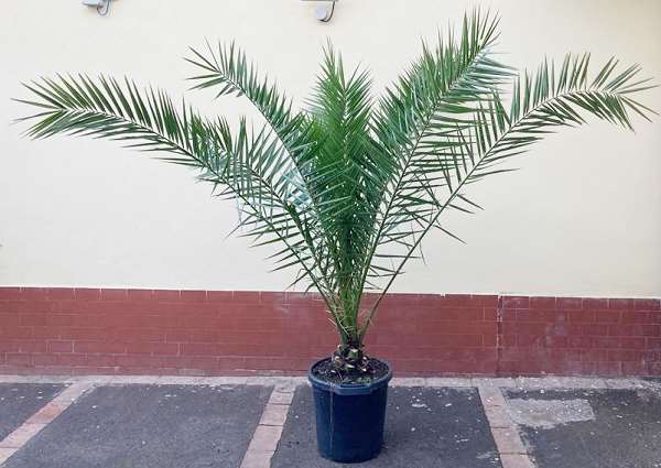 Picture of PHOENIX CANARIENSIS P35CM