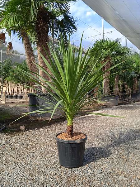 Picture of CORDYLINE INDIVISA C30L