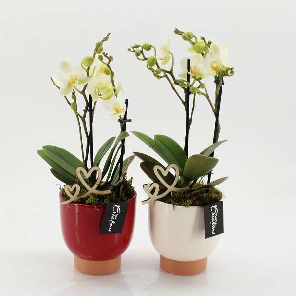 Picture of PHALAENOPSIS ARRANGEMENT 02-STEM ROMANTIC WHITE