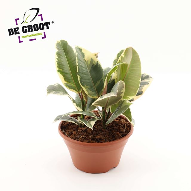 Picture of Ficus elastica tineke in bowl