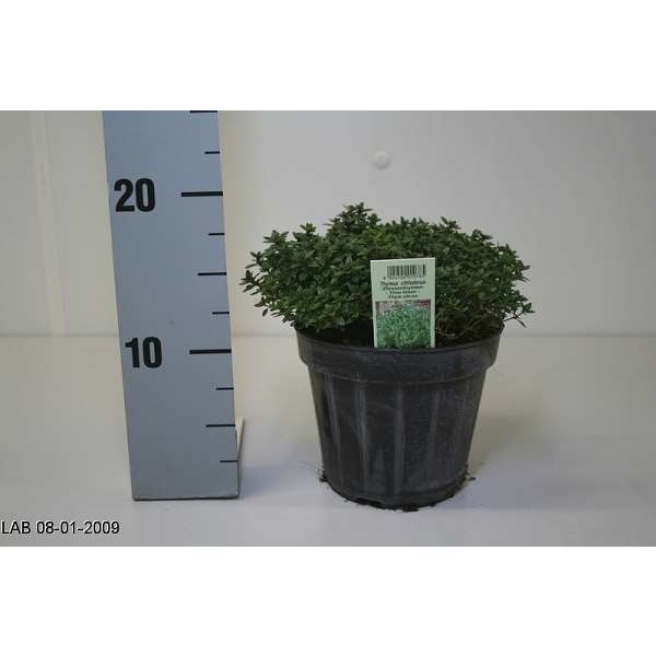 Picture of Thymus vulgaris citriodorus green