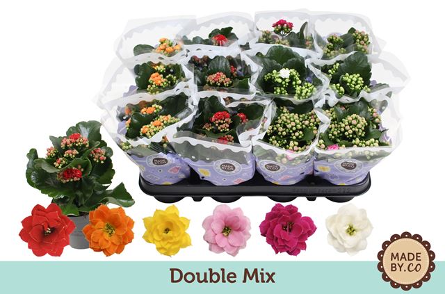 Picture of Kalanchoe double mix