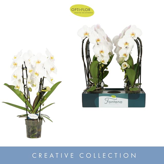 Picture of PHALAENOPSIS 02-STEM FONTANO VERSAILLES