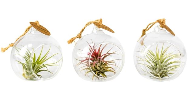 Picture of TILLANDSIA IN HANGING GLASS SMALL