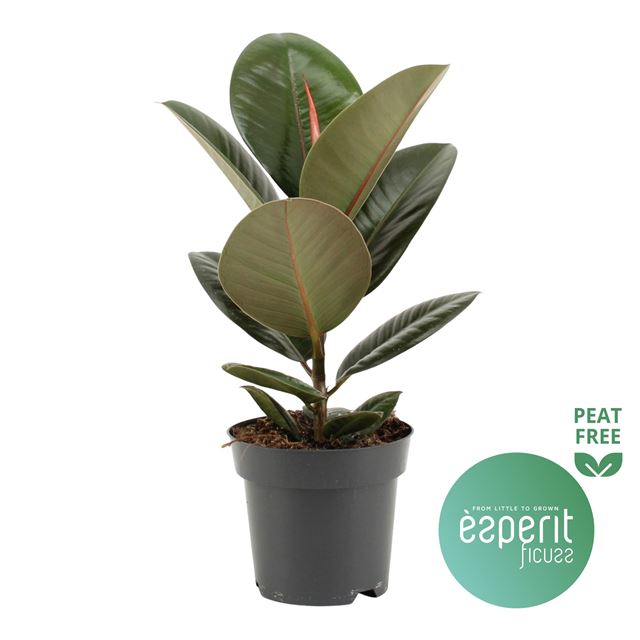 Picture of FICUS ELASTICA ROBUSTA